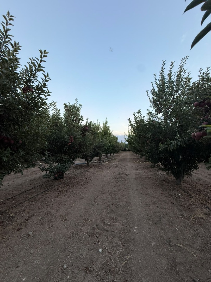 KAYSERİ DEVELİ GAZİKÖY MAHALLESİ KARAYER MEVKİİNDE SATILIK BAKIMLI ELMALIK 